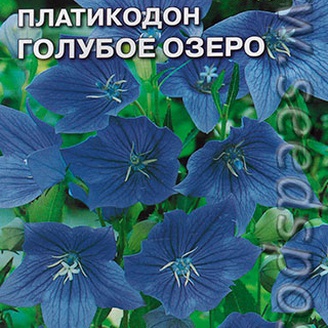 Платикодон Голубое озеро, 0,1 г