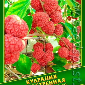 Кудрания Триостренная, 0,5 г (≈ 15 шт.)  