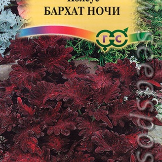 Колеус Бархат ночи, 5 шт.