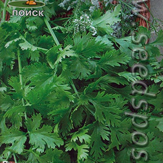 Кориандр овощной Тайга, 3 г Авторские сорта и гибриды