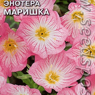 Энотера красивая Маришка, 0,1 г