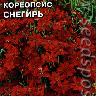 Кореопсис Снегирь, 0,2 г