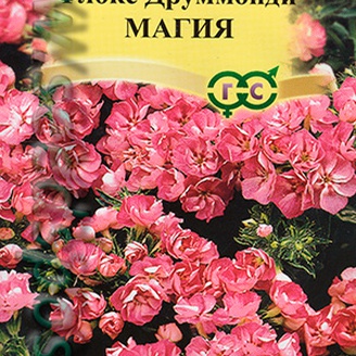 Флокс Друммонда Магия, 8 шт. Элитная клумба