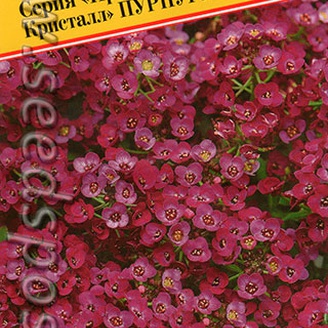 Алиссум морской Прозрачный кристалл Пурпурный, 10 мультидраже