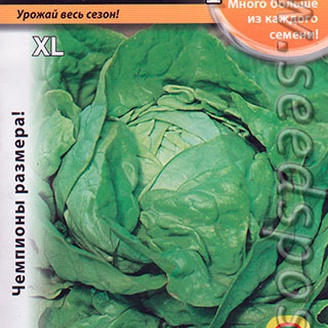 Салат кочанный маслянистый Русский размер, 0,5 г