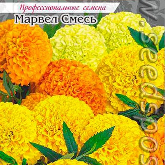 Бархатцы Марвел, Смесь, 5 шт. PanAmerican Seeds Профессиональные семена