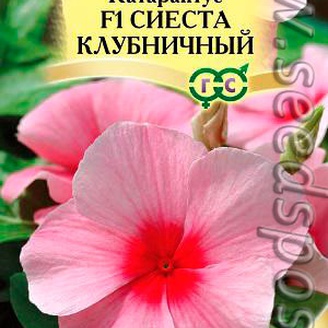 Катарантус Сиеста Клубничный, 7 шт. Элитная клумба