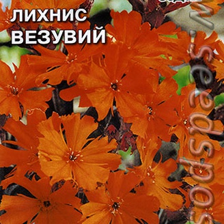 Лихнис Везувий, 0,25 г