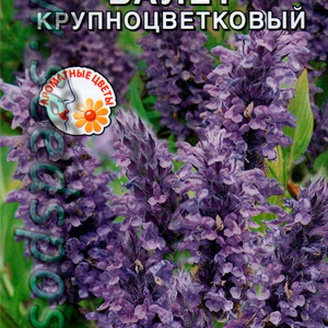 Котовник крупноцветковый Балет, 0,03 г