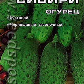 Огурец Подарок Сибири, 10 шт.