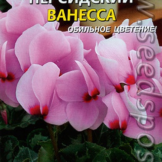 Цикламен персидский Ванесса, 3 шт.