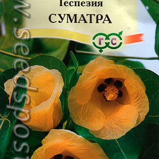 Теспезия Суматра, 3 шт.