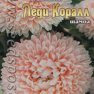 Астра китайская Леди Коралл Шамоа, 50 шт.