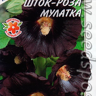 Шток-роза Мулатка, 0,2 г