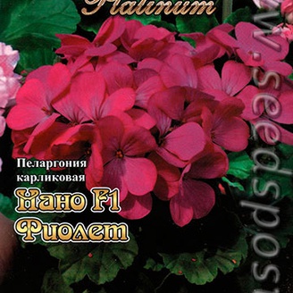 Пеларгония карликовая Нано Фиолет F1, 5 шт. Platinum 