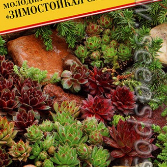 Молодило Зимостойкая смесь, 0,01 г Немецкая линия