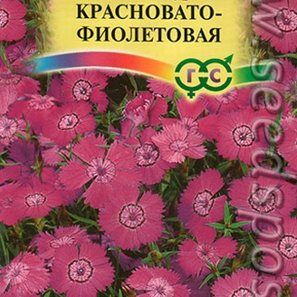 Гвоздика амурская Красновато-фиолетовая, Н25см, d4см, многолетник, 0,05 г Альпийская горка