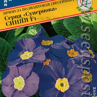 Примула Супернова Синяя F1, 5 шт.