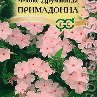 Флокс Друммонда Примадонна, 8 шт. Элитная клумба