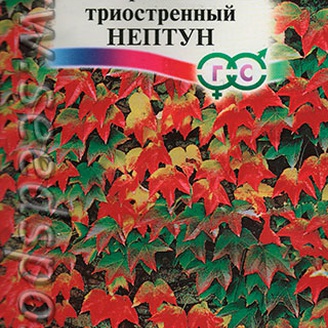 Виноград девичий триостренный Нептун, 5 шт.