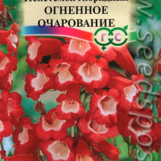 Пенстемон гибридный Огненное очарование, 0,01 г