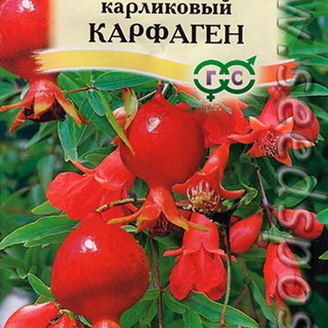 Гранат карликовый Карфаген, 5 шт.