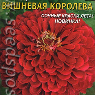 Цинния георгиновидная Вишневая королева, 0,3 г