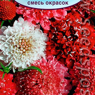 Скабиоза махровая Фруктовый щербет, Смесь, 0,1 г