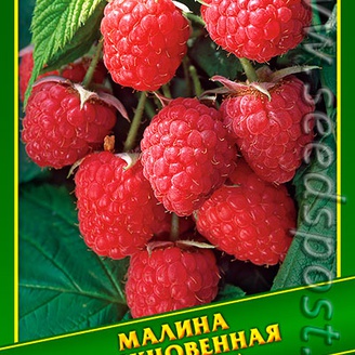 Малина Обыкновенная, 0,1 г (≈ 25 шт.)   