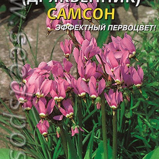 Додекатеон (дряквенник) Самсон,  5 шт.