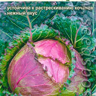 Капуста савойская Фиолетовое Кружево, 0,3 г 